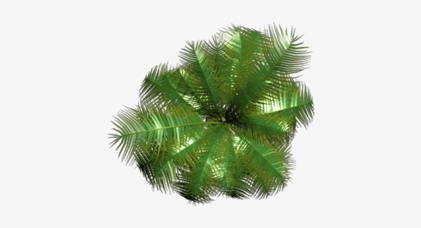Free Png Plant Png Images Transparent - Portable Network Graphics, transparent png download