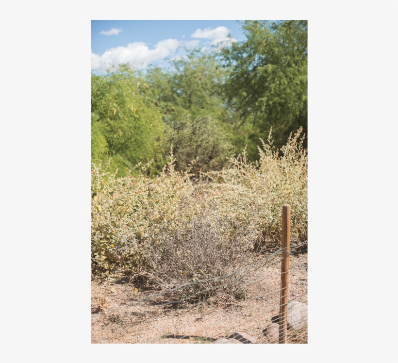 Dsc 0744 - Tree, transparent png download