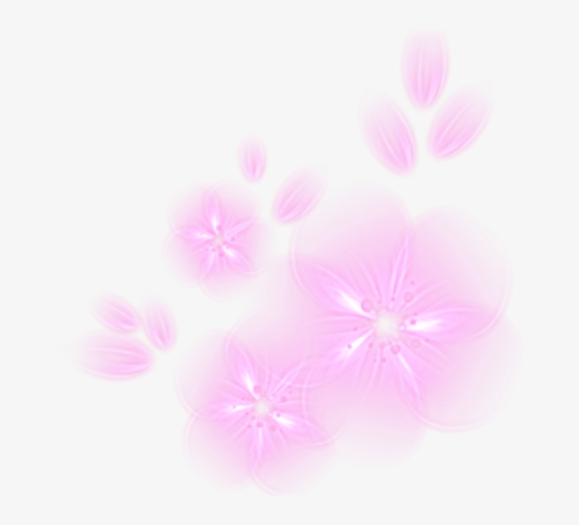 Ftestickers Flowers Light Glow Glowing Pink - Dianthus, transparent png download