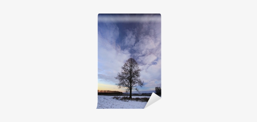 Lonely Tree In A Field Of Snow In December Wall Mural - Mural, transparent png download