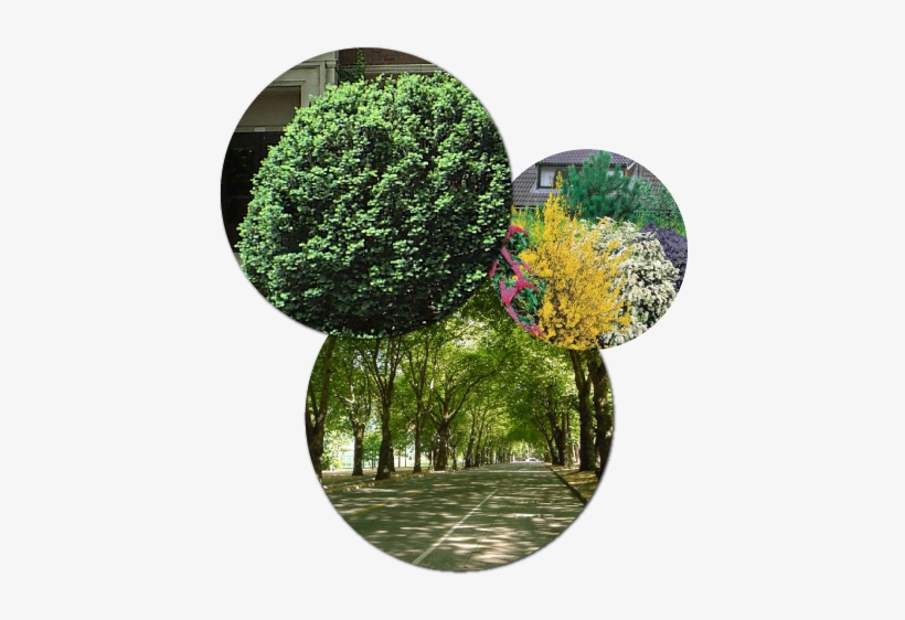 Enhancing And Protecting The Plants Around Your Home - Flowering Shrubs Hedge - 5 Hedge Plants, transparent png download