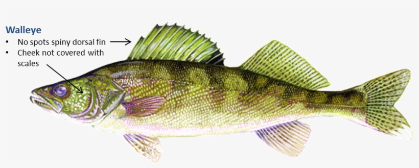 Walleye - Walleye Fish, transparent png download