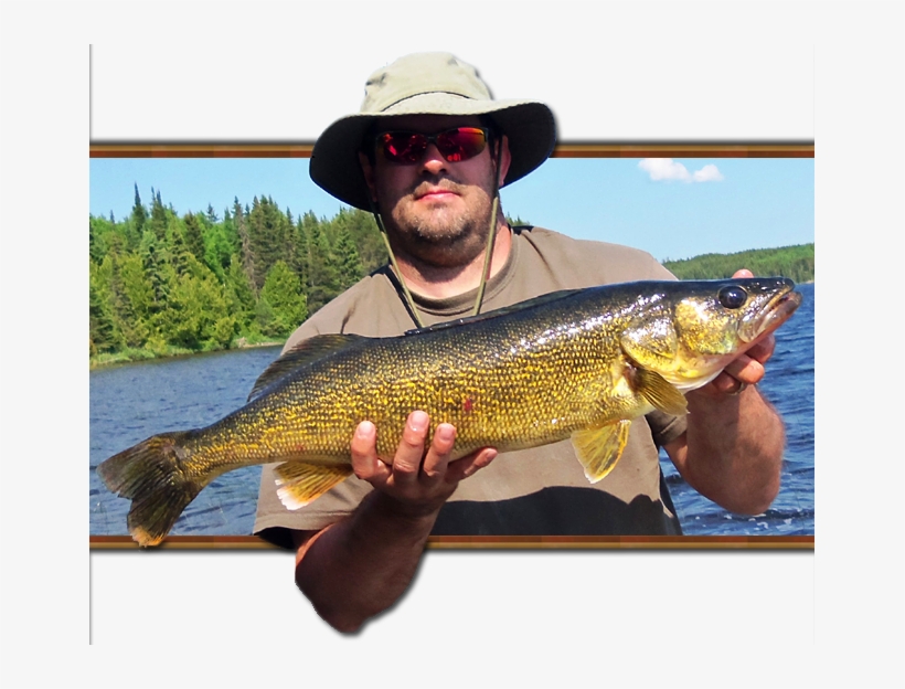 Walleye Fishing Tips - Pull Fish Out Of Water, transparent png download