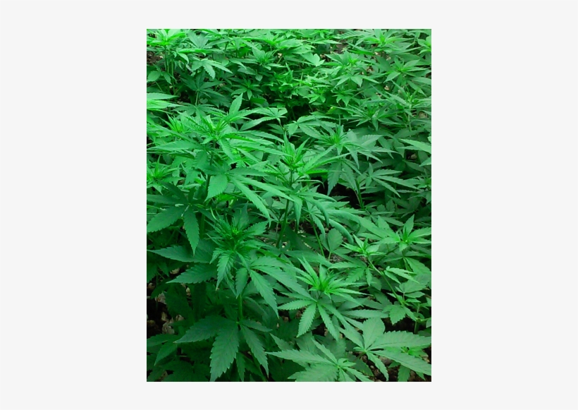 Base Price $55 - Cannabis, transparent png download