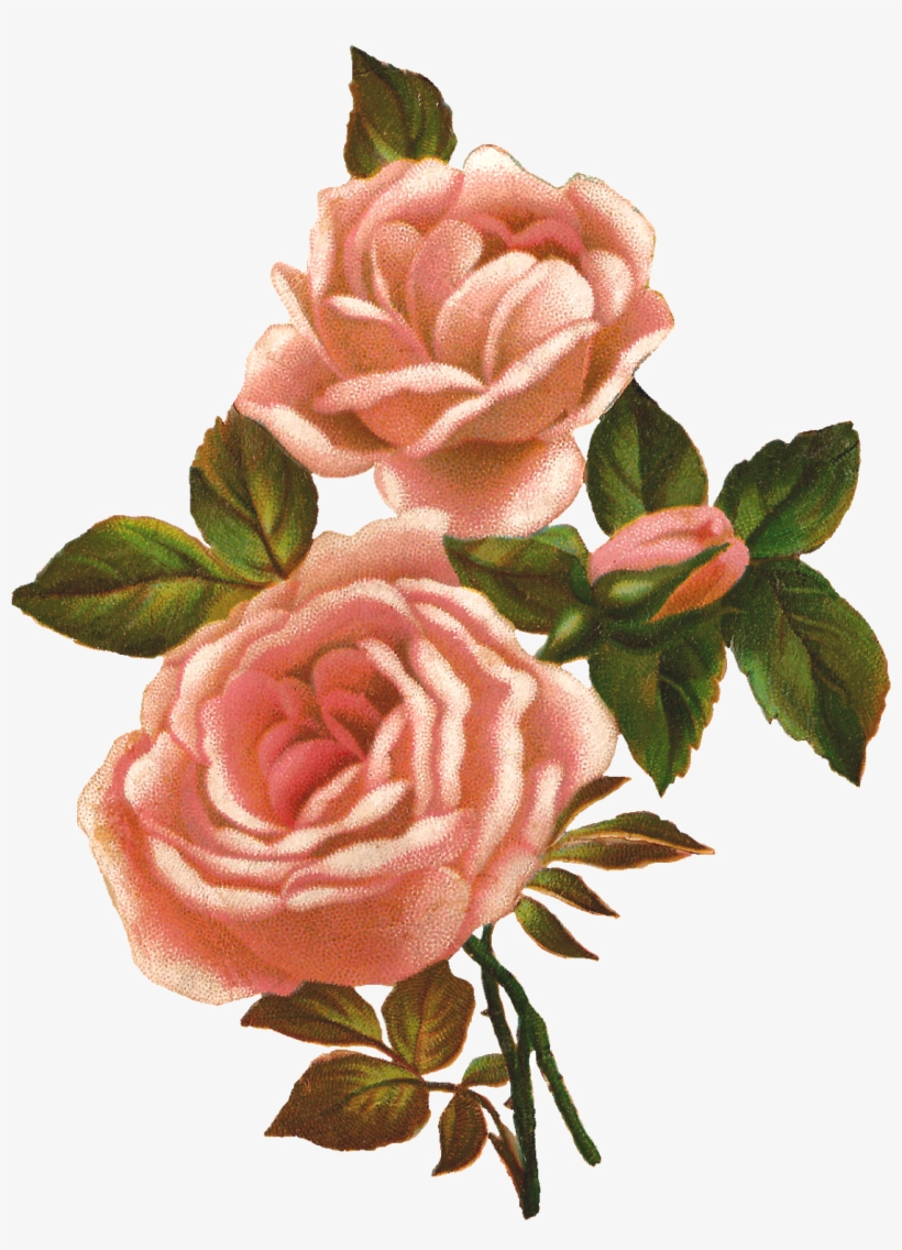 Rose Image Illustration Pink Shabby Png - Peach Rose Clip Art, transparent png download