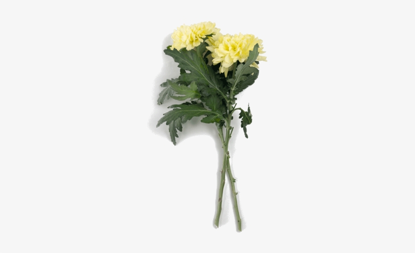 Chrysanthemums - Meaning, transparent png download