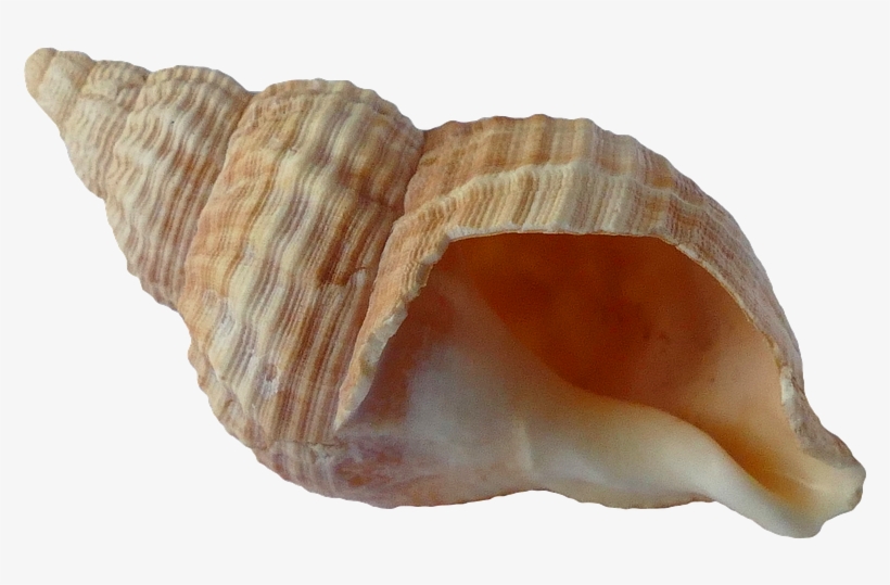 Seashell Png - Shell Png, transparent png download