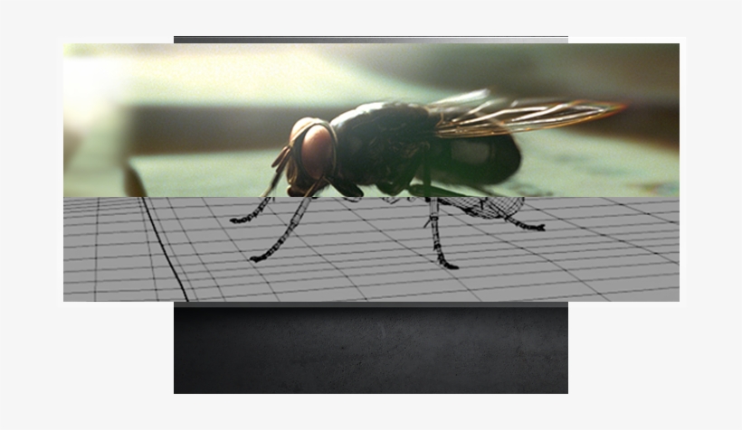Old1 - House Fly, transparent png download