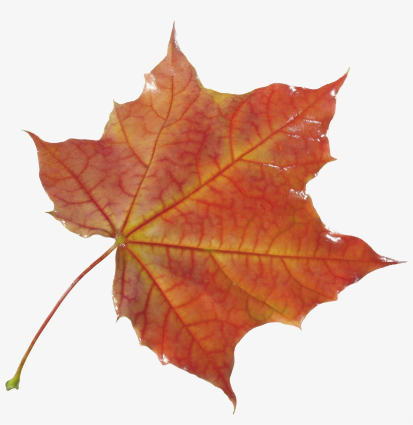 Png Hojas Otoño, transparent png download