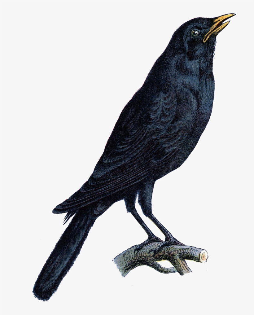 Halloween Crow Vector Free Png Photo - Halloween Crows, transparent png download