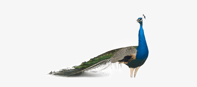 Get 10% Off Tickets Online - Big Ego Trip [book], transparent png download