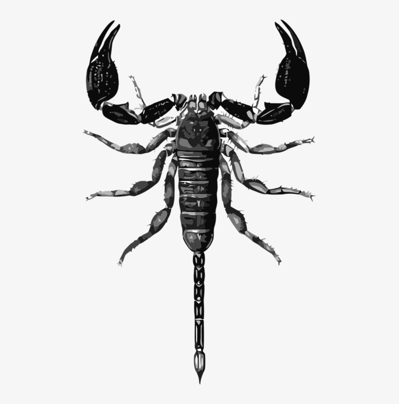 Jpg Free Scorpions Insect Gli Scorpioni Free Commercial - Scorpion Scientific Illustration, transparent png download