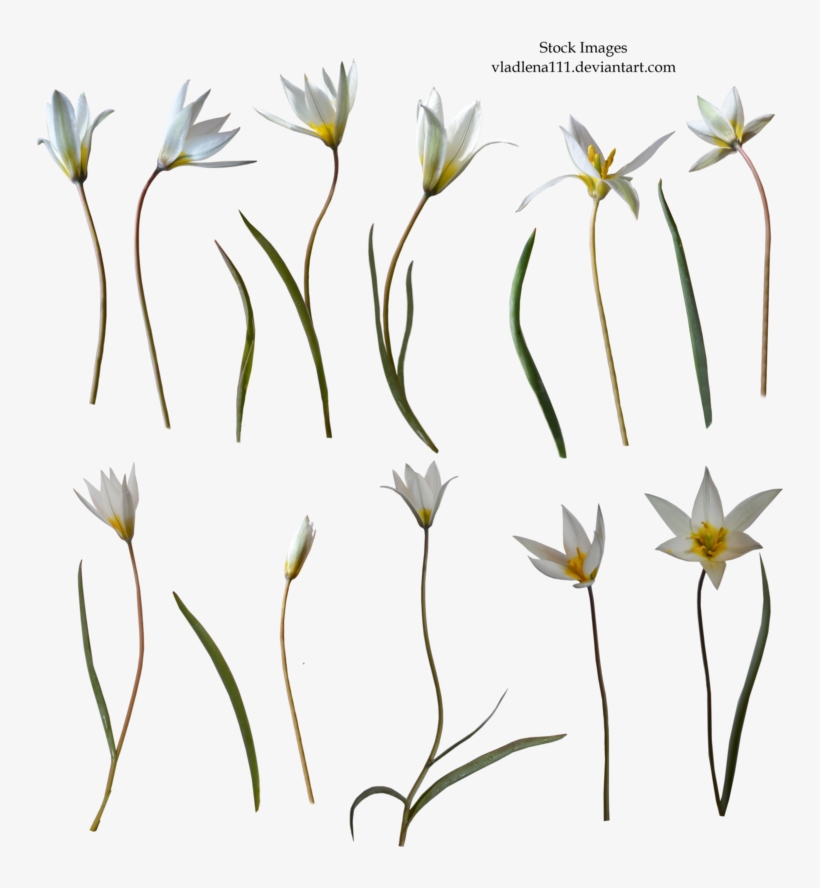 Spring Flower Png Hd - Snow Crocus, transparent png download