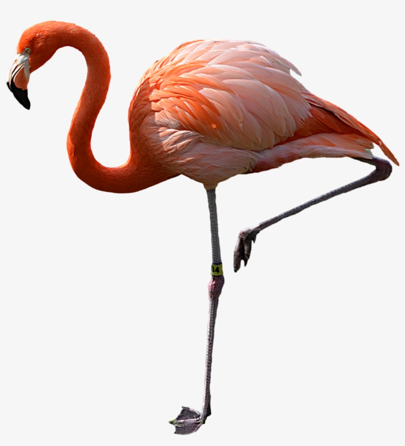 Download Amazing High-quality Latest Png Images Transparent - Flamingo Png, transparent png download