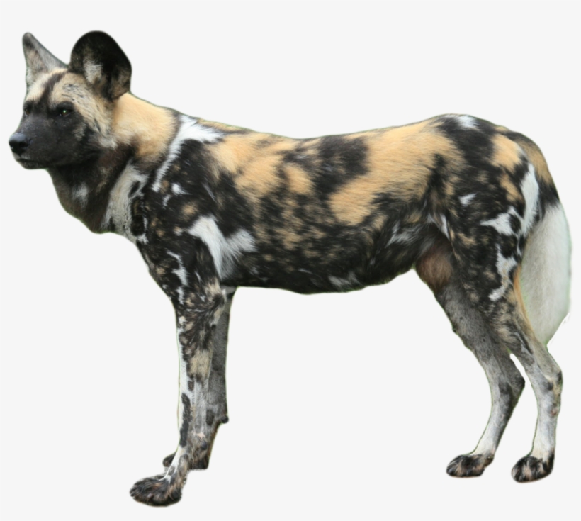African Wild Dog Png, transparent png download
