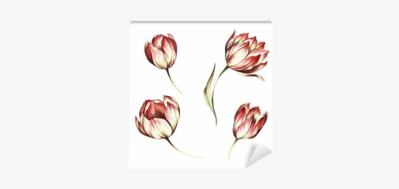 Set Of Hand Draw Illustration Wall Mural - Tulip, transparent png download