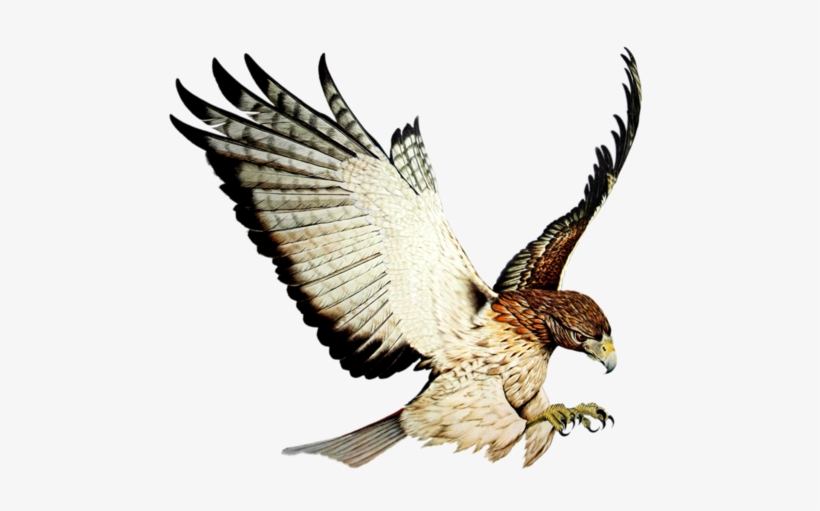 Patrick Hawkins Hawkmultimedia Twitter - Oliver Gray Grafix, transparent png download