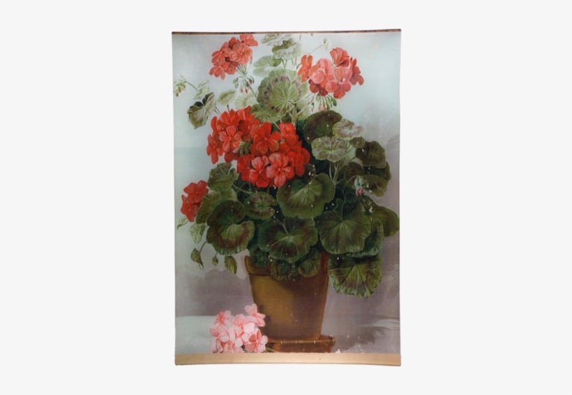 Collection Name - African Violets, transparent png download