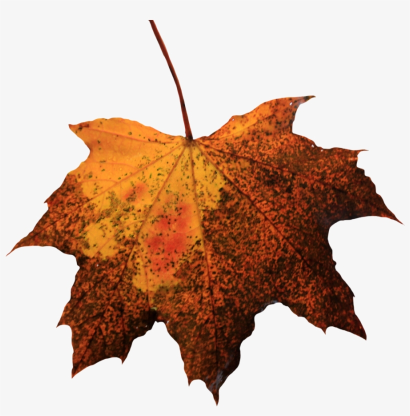 Leaf Picture - Leaf Png, transparent png download