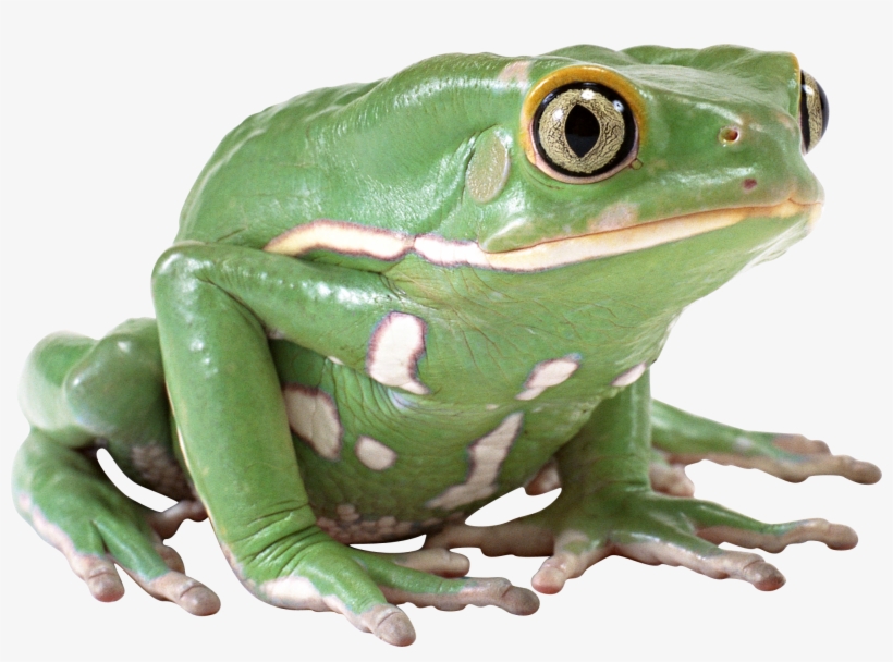 Free Icons Png - Green Frog Png, transparent png download