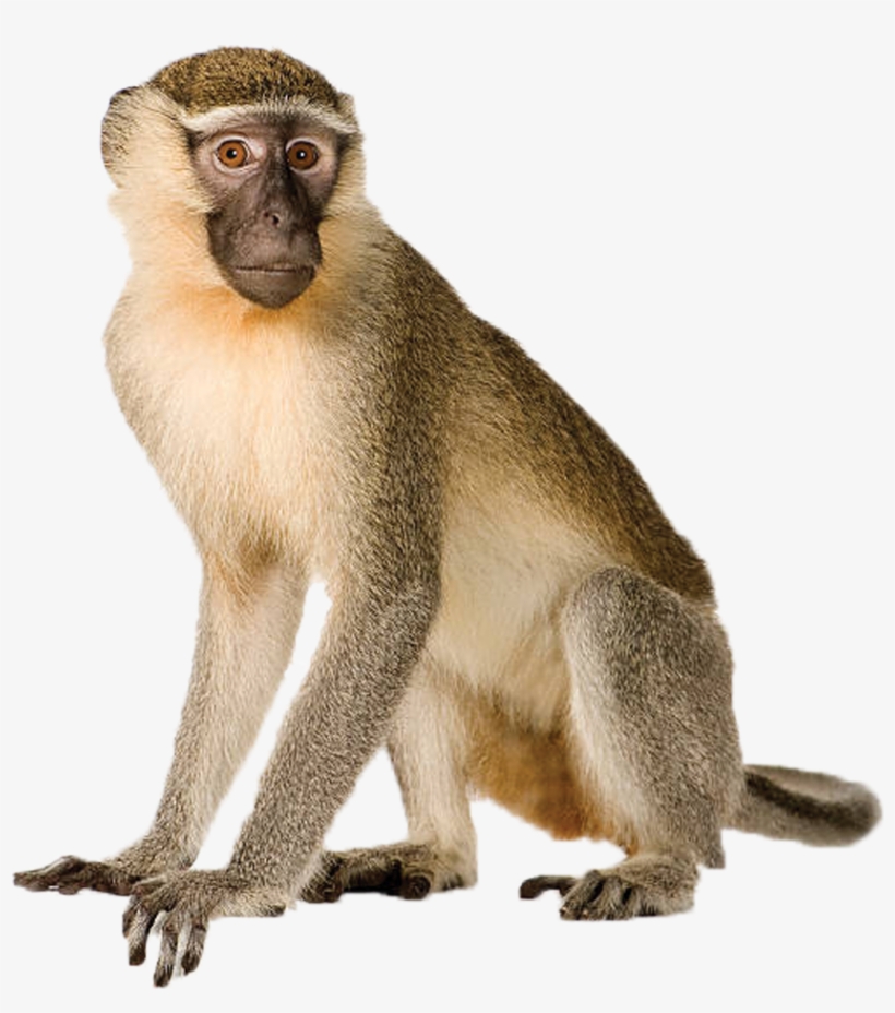 Monkey Png Background Image - Super Duper Artic Photos M Fun Deck Cards, transparent png download