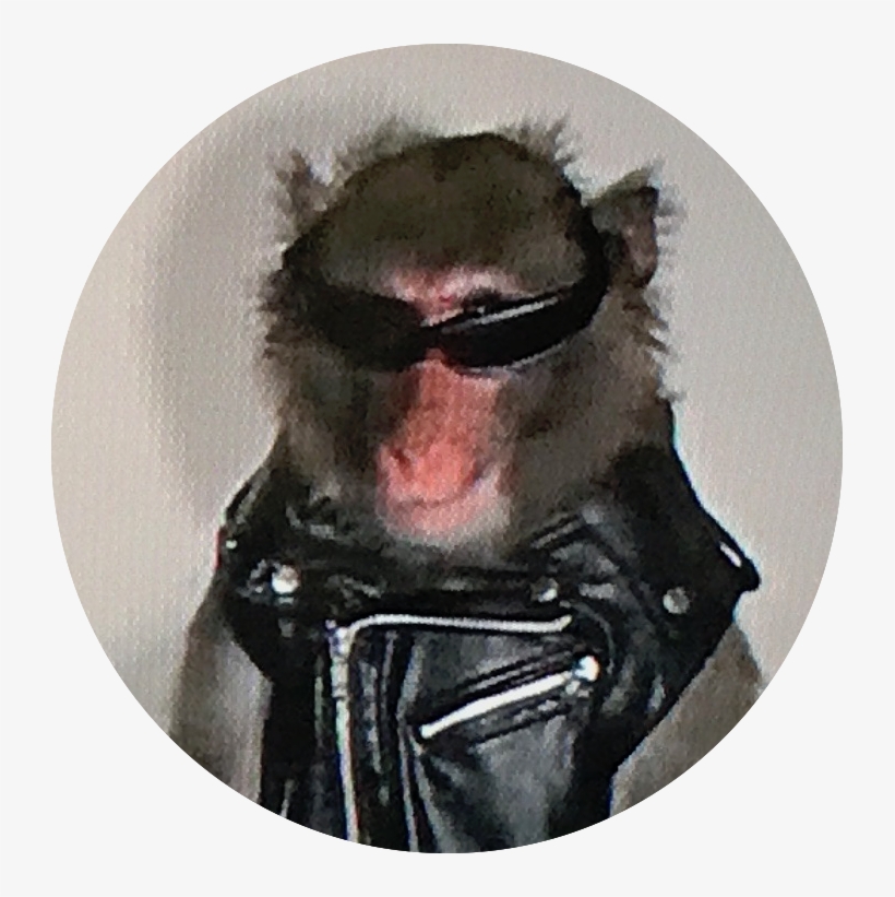 Nightingale, transparent png download