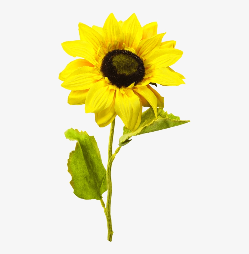 Free Png Sunflower Png Images Transparent - Girasoles Png, transparent png download