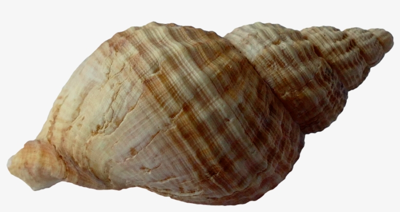 Seashell Png Images Free Download - Seashell Transparent, transparent png download
