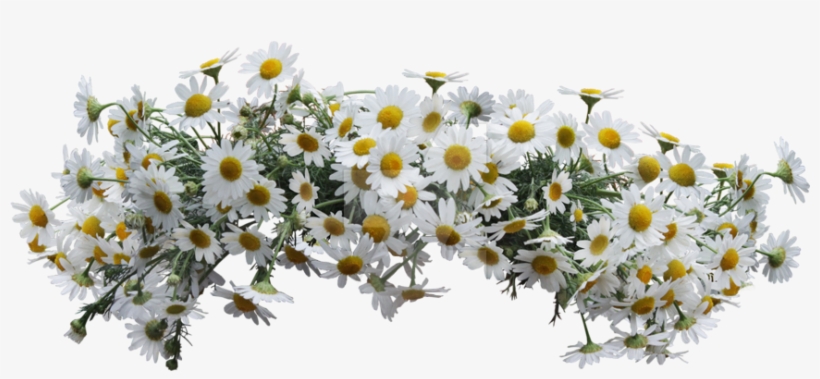 Report Abuse - Flower, transparent png download