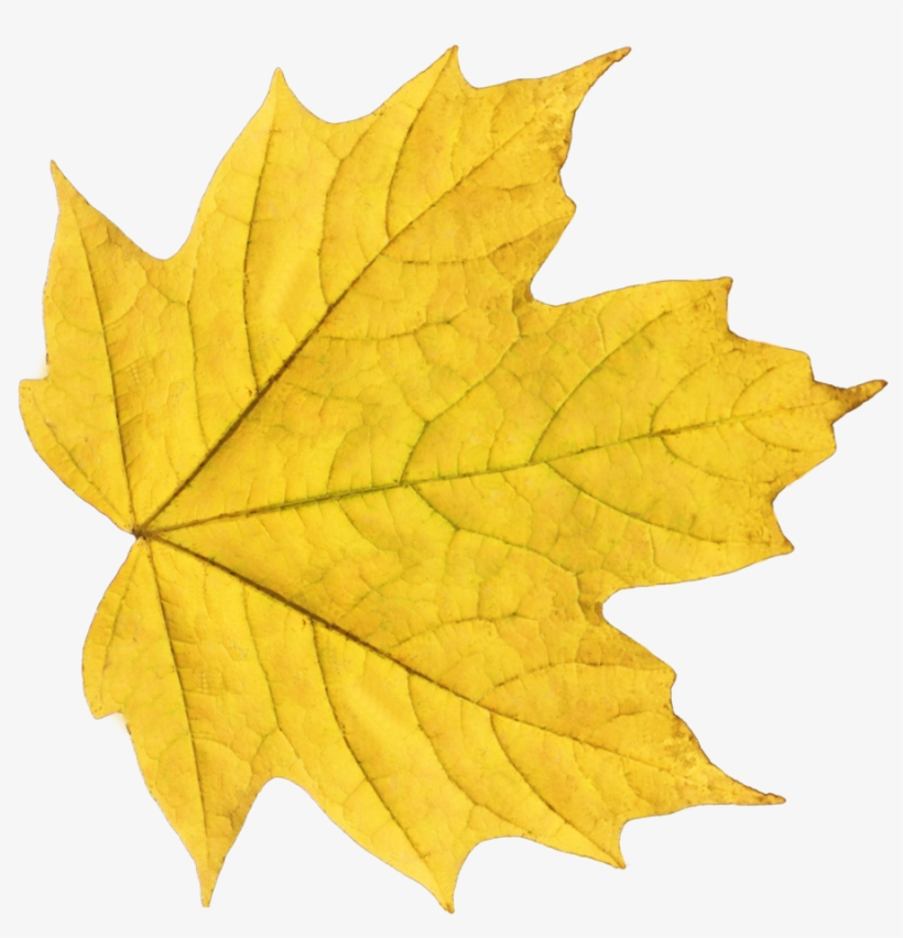 Yellow Autumn Png Leaf - Yellow Maple Leaf, transparent png download