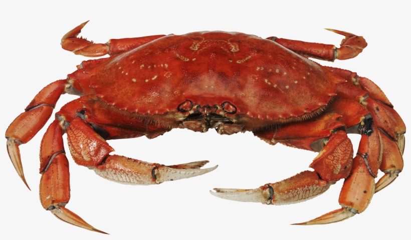 Crab Png Clipart - Crab Png, transparent png download