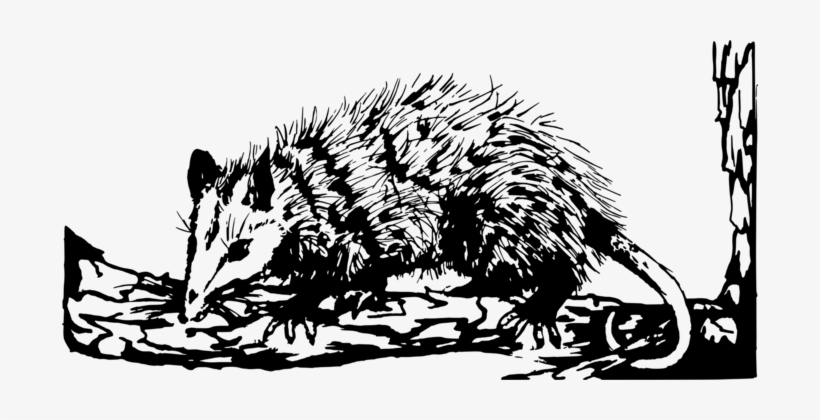Opossum Phalangeriformes Marsupial Common Ringtail - Opossum Clipart Black And White, transparent png download