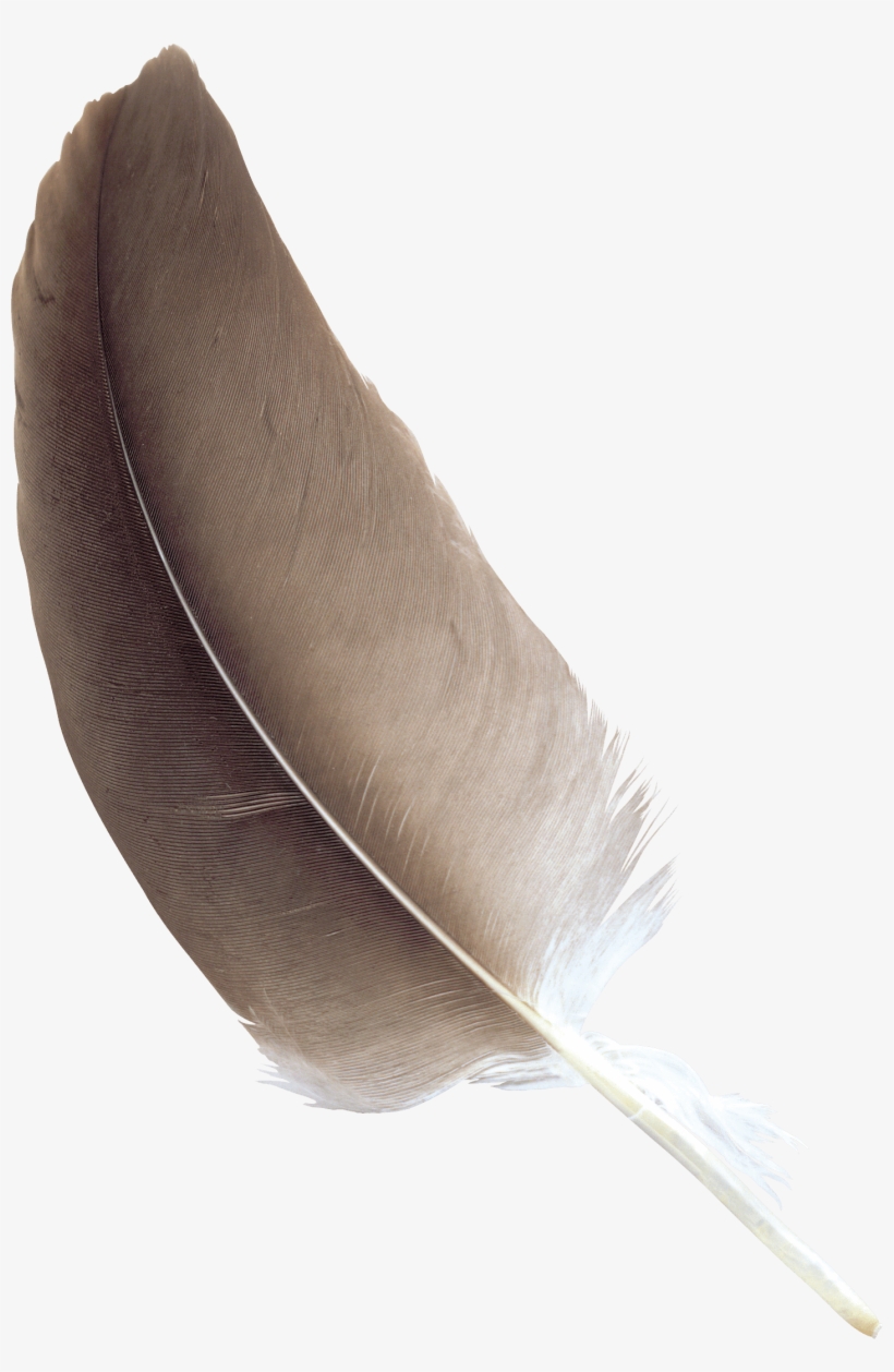 Feather Brown - Brown Feather Transparent Background, transparent png download