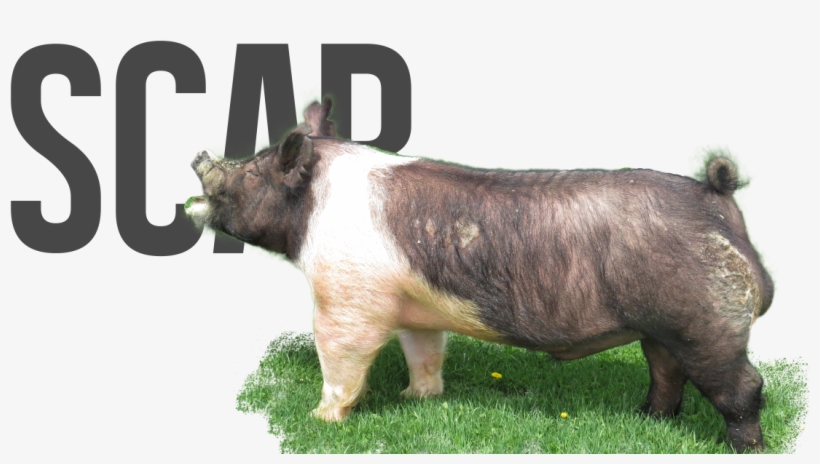 Scar - Domestic Pig, transparent png download