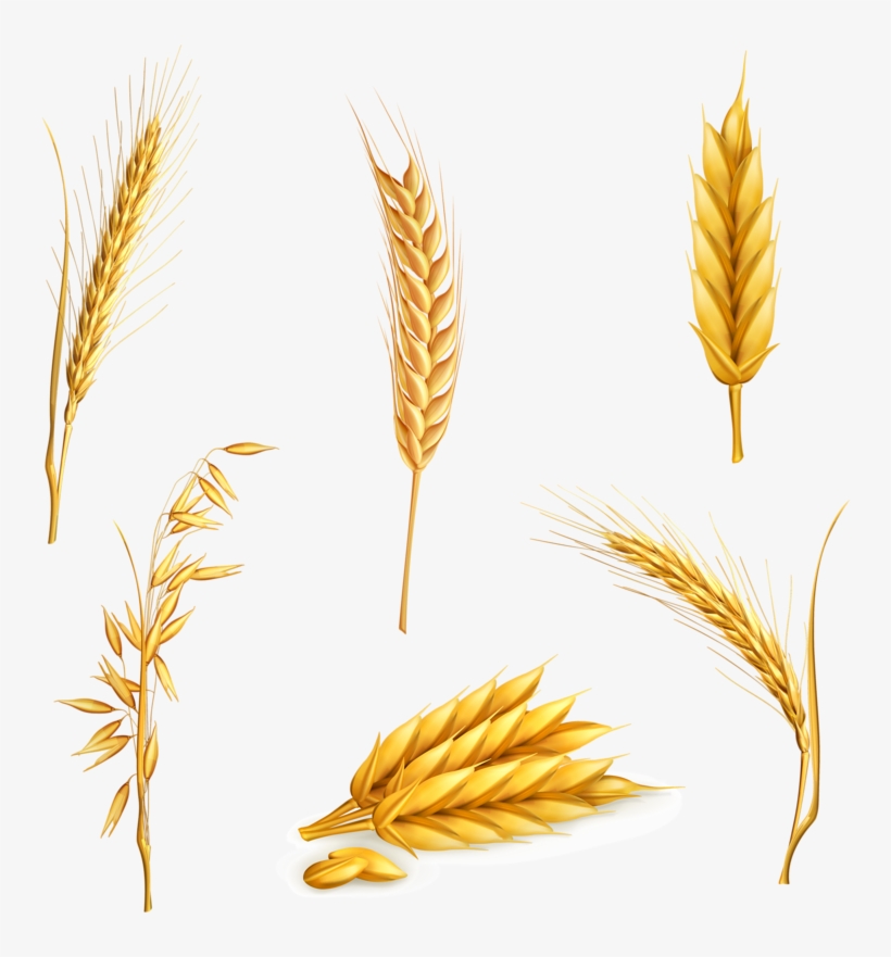 Clip Art Freeuse Library Cereal Clip Art Yellow Transprent - Coeliac Disease: What You Need To Know, transparent png download
