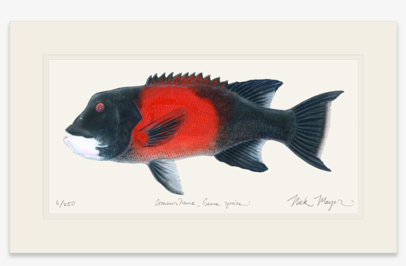 Bull California Sheephead - California Sheephead, transparent png download
