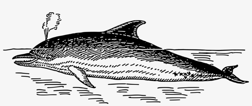 Oceanic Dolphin Whiskers Free Png - Text Art Dolphin, transparent png download