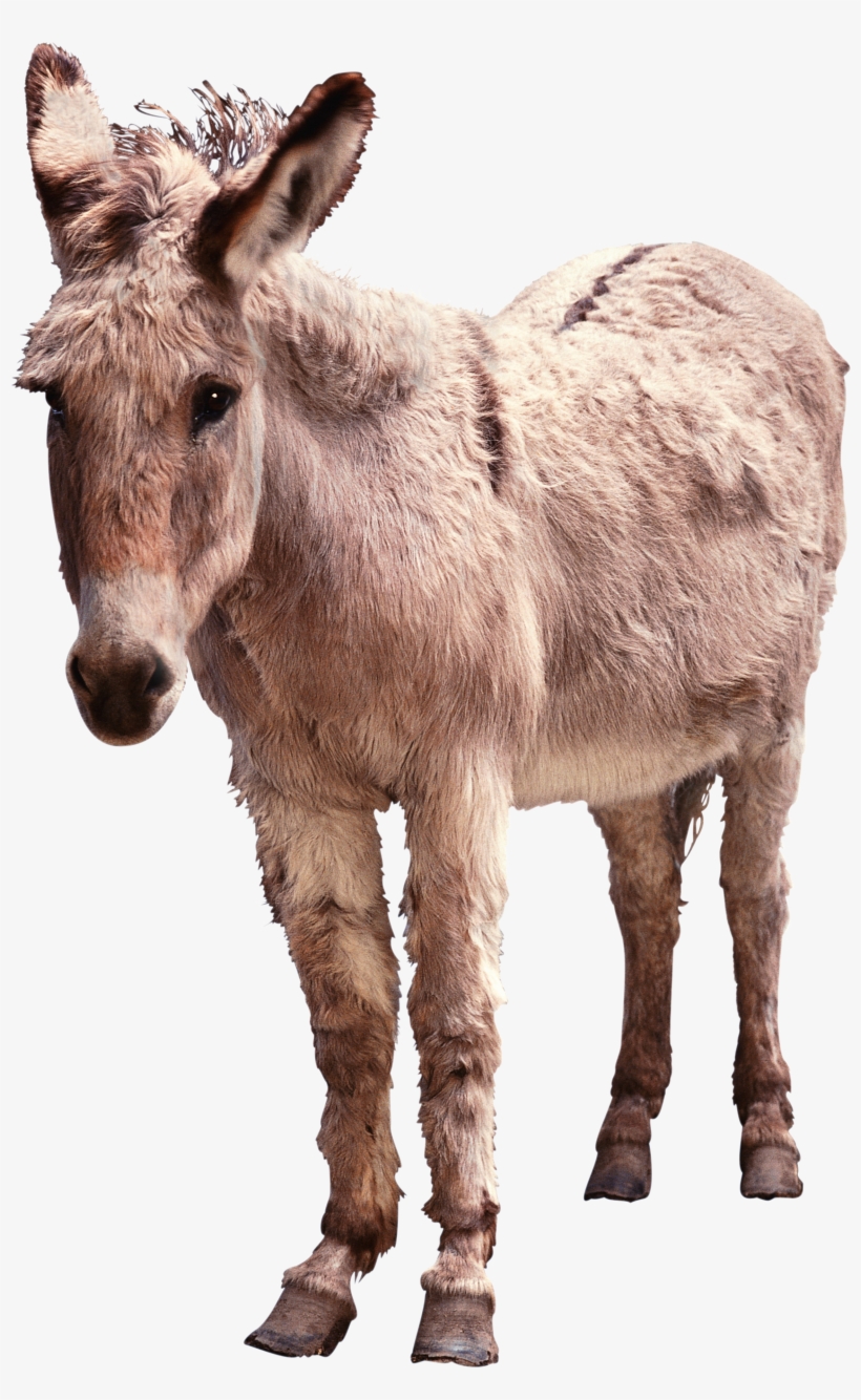 Donkey Png, transparent png download