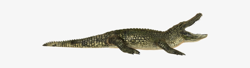 Alligator Hunting Trip Of A Lifetime We Have Clients - Alligator White Background, transparent png download