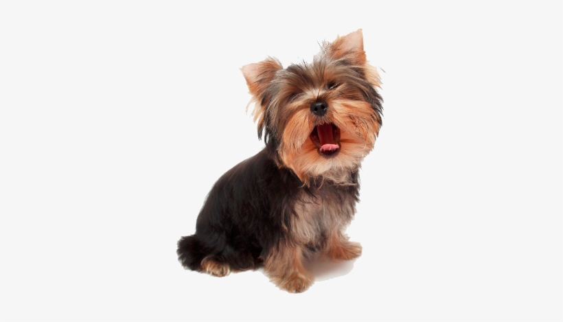 Yorkie Puppy Transparent, transparent png download