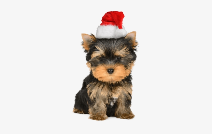 It's A Yorkie Christmas - Festive Puppy Gift Bag - White And Red / 26cm, transparent png download