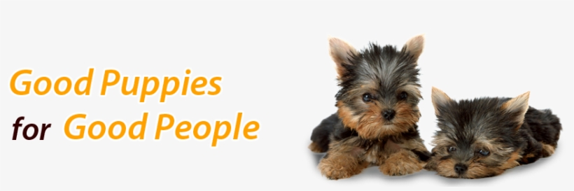 Cute Picture Of Yorkshire Terrior, transparent png download