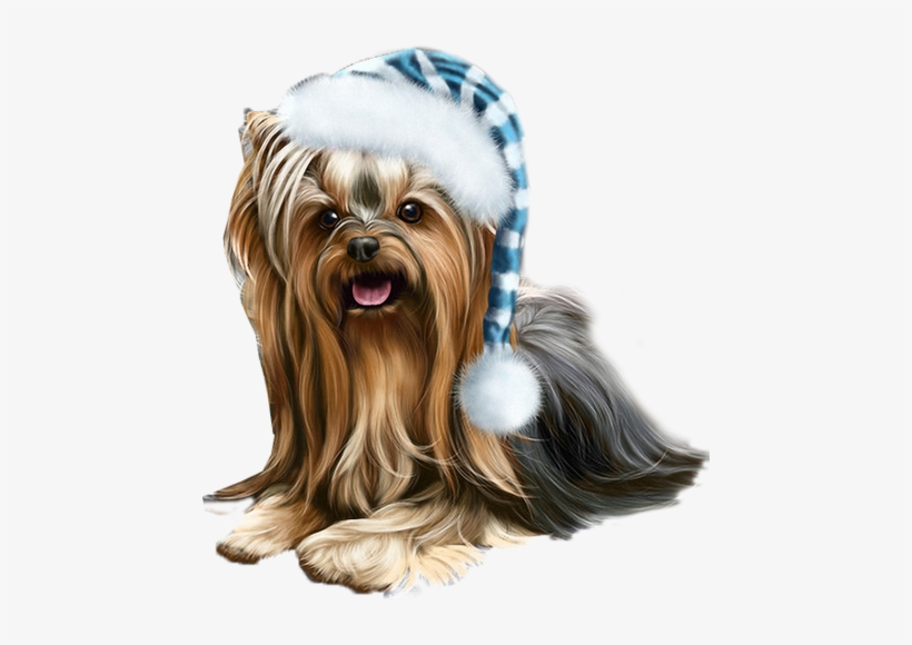 Jpg Download Pic Png Pinterest Yorkies Yorkshire Terrier - Yorkshire Terrier .png, transparent png download