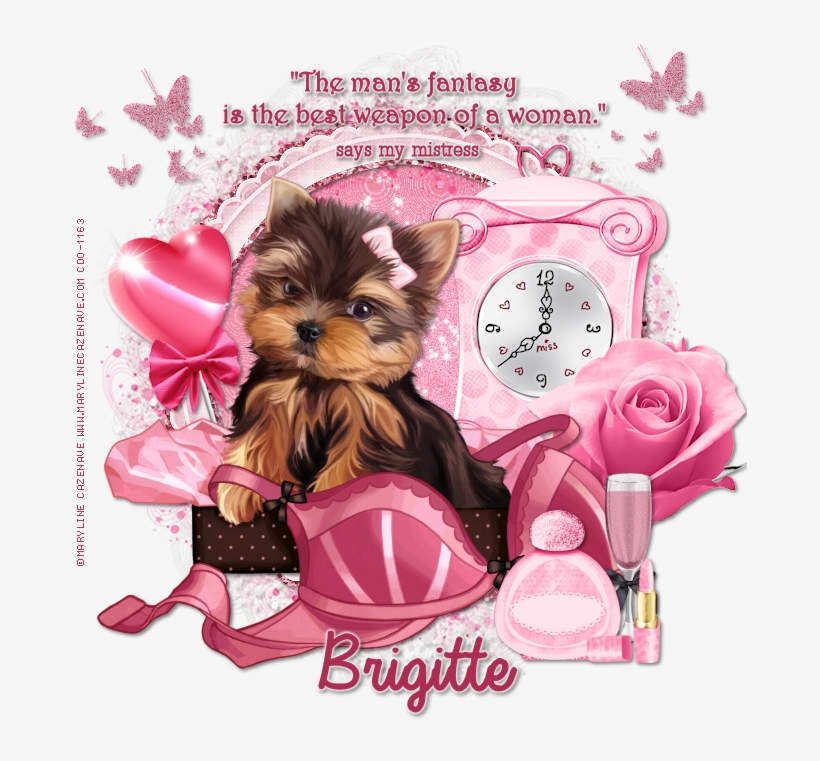 Pin By Sandra Bester On Yorkies - Yorkshire Terrier, transparent png download