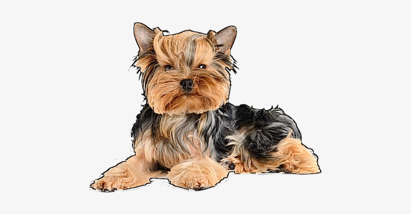 Yorkie Image - Flymei Waterproof Electric Heating Pads For Pets, transparent png download