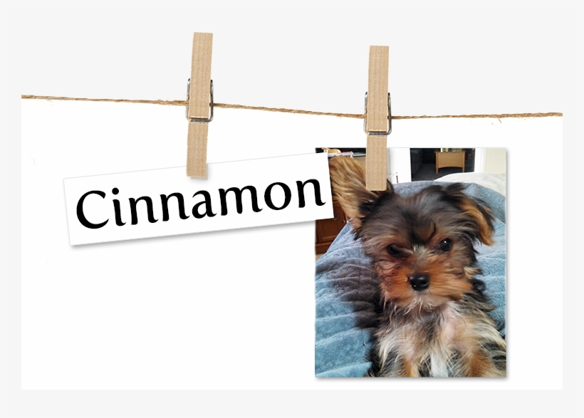 You Need To Stop Misspelling, transparent png download