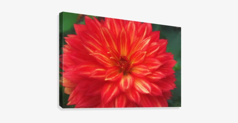 Floral Explosion Canvas Print - Dahlia, transparent png download