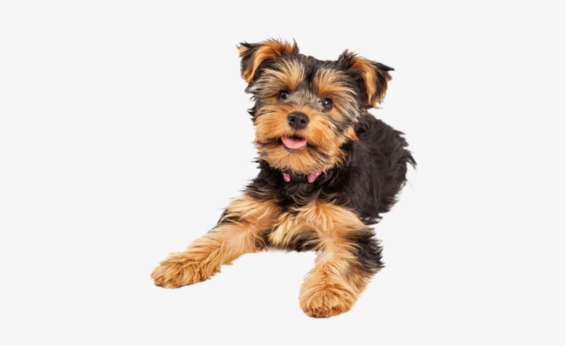 Yorkshire Terrier - Easter Cat And Dog, transparent png download