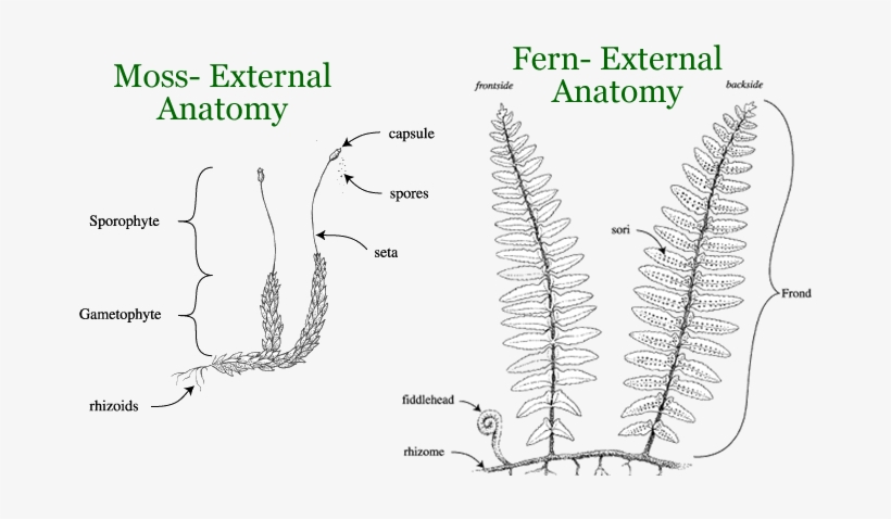 Fern Clipart Spore - Moss Anatomy, transparent png download