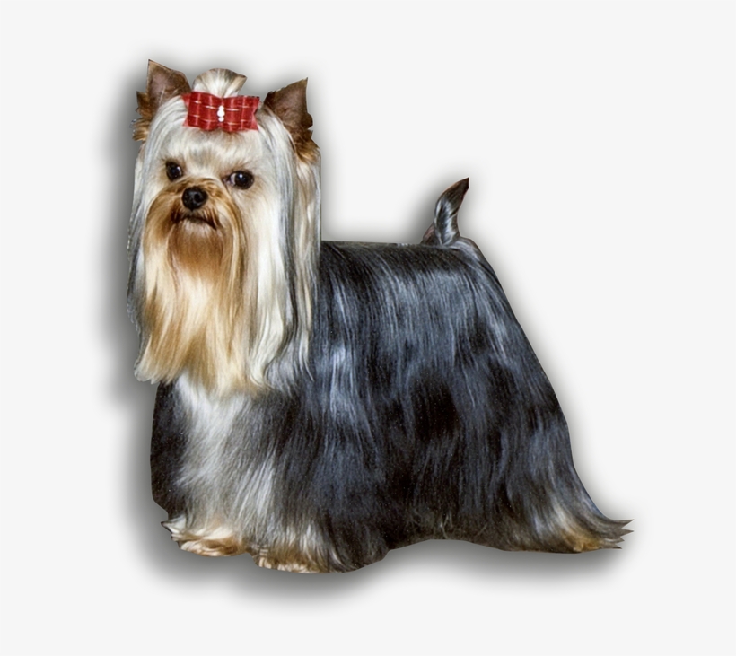 Yorkies, transparent png download